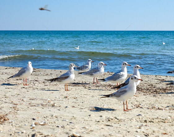 乌克兰黑海沙滩上的白鸥图片