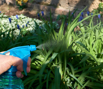 春日女手握着装有液体的蓝色塑料瓶和喷洒用化学品杀死昆虫和害的喷洒植物图片