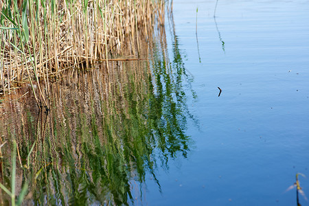乌克兰蓝赫尔森市湖中芦苇的倒影图片