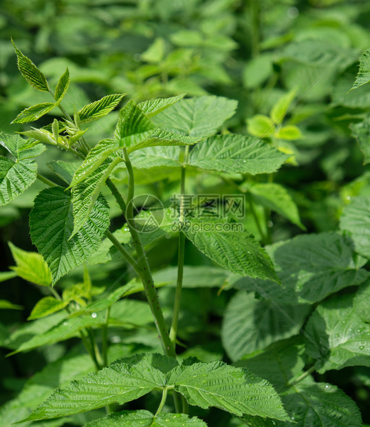 青草莓芽绿茎和叶子在夏日关闭图片