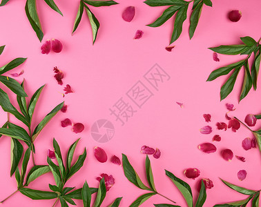 粉红背景顶视图复制空间的红花瓣和绿小马叶图片