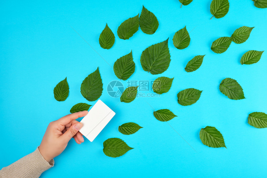 在蓝色背景顶视图上手持白色空纸名片和清绿色树莓叶的女图片