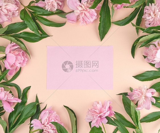 蜜桃背景上的空粉红色纸页绿叶子顶视图复制空间的盛开花岗周围图片