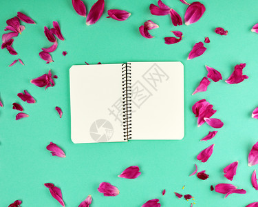 张开笔记本白空页绿色背景和红小马的花瓣顶视图图片