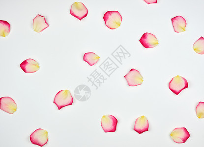 白背景的粉红花瓣全框图片