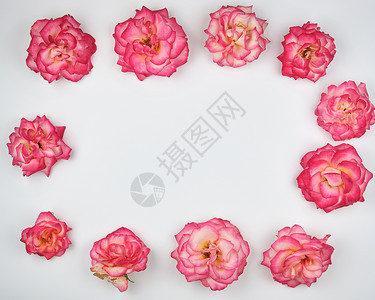 粉红玫瑰开花的芽以白色背景顶视图复制空间以长方形式图片