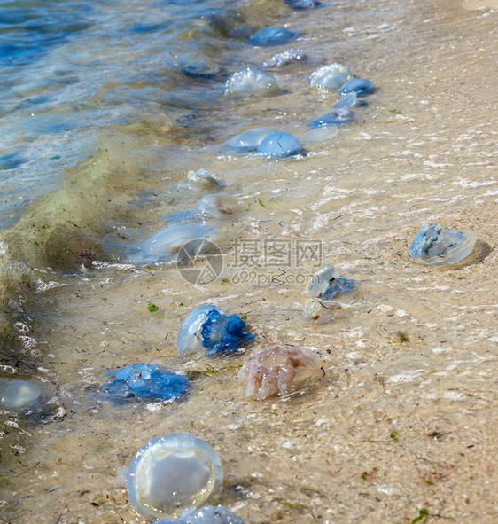 一个夏日黑海岸边死活的水母乌克兰铁港村特写图片