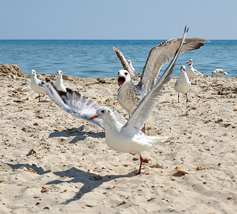 黑海沙岸的白大鸥夏季日乌克兰图片