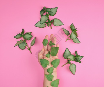 粉红背景的植物顶层观点天然护肤化妆品的构想以对抗皱纹和老龄化图片