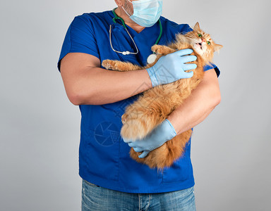 穿着蓝色制服和乳胶手套的男兽医手持成年长毛红猫着笑脸灰色背景动物治疗概念图片