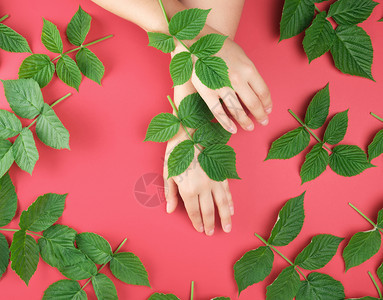 一个皮肤光滑的年轻女孩两只手红背景和草莓绿叶皮肤的温泉处理概念图片