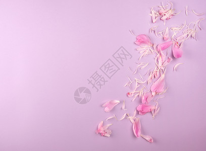 紫色背景的粉红小马花瓣抽象节日背景图片