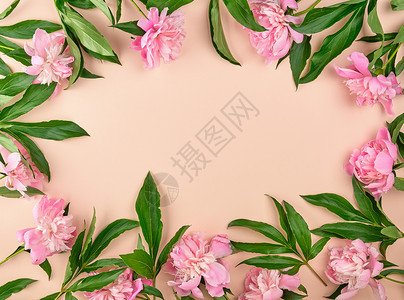 蜜桃背景的粉红小马芽中间空最高视图图片