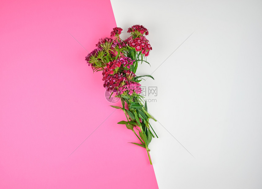 土耳其康乃馨DianthusBarbabatus以粉红白色背景时概念顶视平地复制空间图片