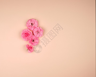 粉红玫瑰花开的芽子蜜蜂背景顶部视图复制空间平躺图片