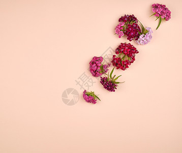 土耳其康乃馨DianthusBarbabatus以桃球背景时尚概念平铺复制空间图片