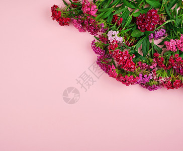 土耳其康乃馨DianthusBarbabatus以粉红背景时概念顶视平地复制空间图片