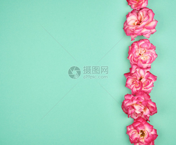 在绿色背景复制空间平地假日背景上盛开的粉红玫瑰花芽图片
