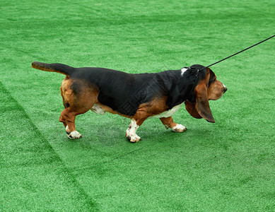 跑着成年棕色狗巴赛特猎一只绿色的覆盖着猎狗图片
