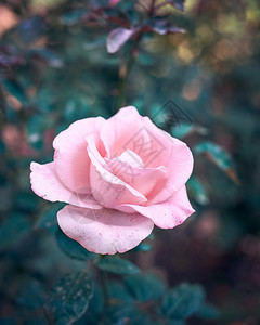 绿叶背景的粉红玫瑰花芽顶层风景图片