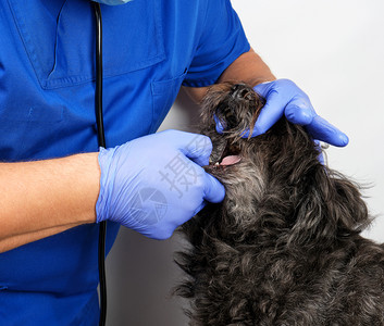 穿蓝制服的医生和不消毒乳胶手套检查黑小狗的嘴动物治疗概念图片