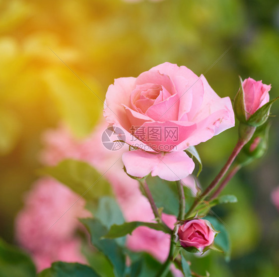 花园中粉红色朵的芽明亮阳光照耀着明亮的阳光图片