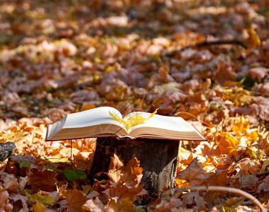 秋天公园中间的一块树桩上开着本书面放满了红树干叶背景图片