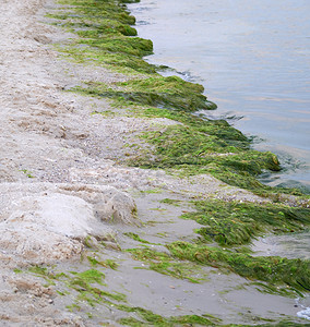 暴风雨后带绿藻的沙海滨Zalizny乌克兰港村图片