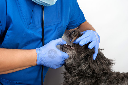 穿蓝制服的兽医和无菌乳胶手套检查黑小狗的嘴动物治疗概念图片