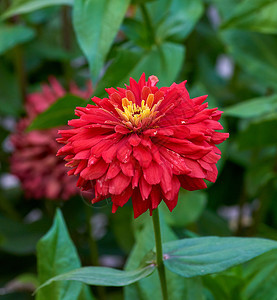 夏日花园里盛开的红Zinnia有选择的焦点图片