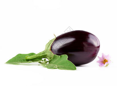 整个成熟的紫色茄子绿叶和花生植物白底秋收图片