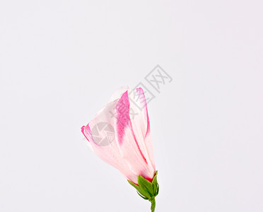 白色背景的粉红hibiscus的封闭芽关图片