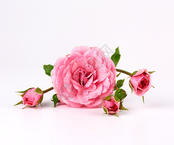 带着一朵红玫瑰花的发芽在白色背景的上紧闭图片