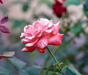 花园中粉红朵的芽绿色背景关闭图片