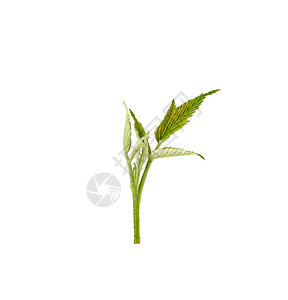青草莓树枝拍摄开发绿色树叶孤立于白背景图片