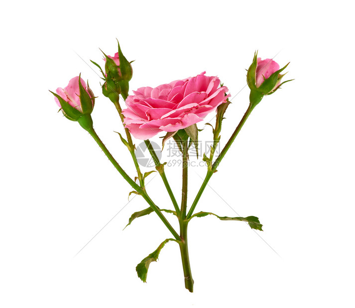赤色玫瑰花的萌芽孤立在白色背景上紧闭高清图片下载 正版图片 摄图网