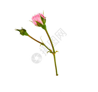 白色背景的粉红玫瑰萌芽紧闭图片