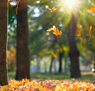 秋天下午从树上飞来的干黄色树叶在明亮的阳光下有选择地聚焦图片