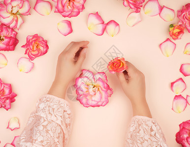两只女手皮肤光滑白底粉红玫瑰花时的皮肤护理概念顶视图片