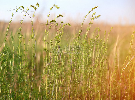 夏日的野草原加利姆河的绿根乌克兰赫尔森地区图片