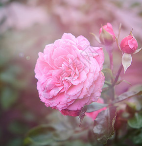 花园中粉红朵的芽明亮阳光芒紧闭图片