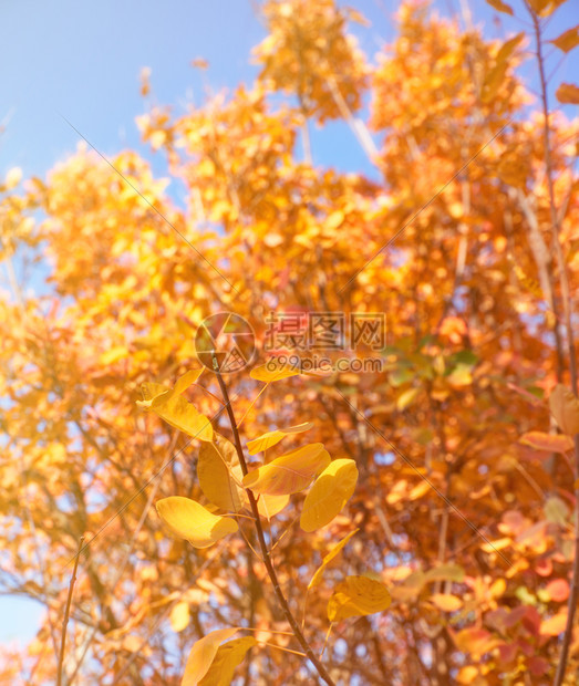 黄栌的黄色和红色叶子特写秋天的城市公园里树上的叶子在阳光下泛黄白昼图片