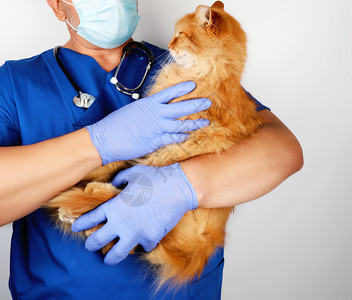 穿着蓝色制服和乳胶手套的男兽医手持成年长毛红猫着笑脸灰色背景动物治疗概念图片
