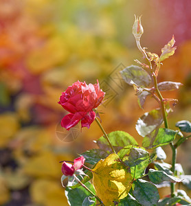 花园中粉红朵的芽阳光明亮紧闭图片