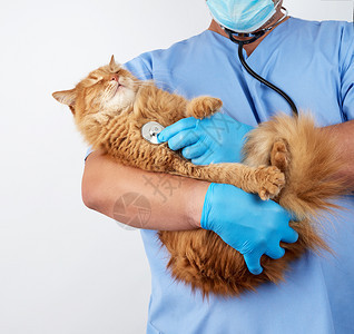 蓝制服兽医和无菌乳胶手套的兽医持有并检查一头长毛的红色大猫白背景图片