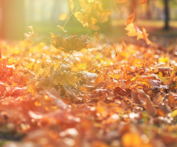 地面上干黄色的树叶有选择地聚焦秋天城市公园阳光下树木上有黄色叶子白天图片