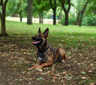 比利时ShepherdMalinois躺在公园的绿草上向前看舌头从嘴里伸出来图片