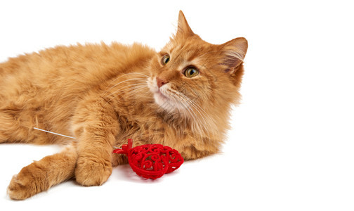 长成红头发的家猫躺在白种背景上手掌中握着红心可爱的脸朝前看情人节贺卡图片