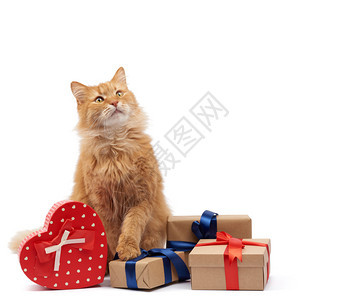 坐在包着棕色纸的盒子中间绑着丝带礼物和白色的动生日贺卡情人节图片