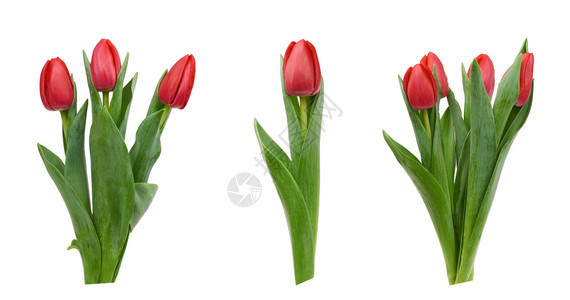 盛开的红色郁金花有绿叶和白底春花设计师元素图片